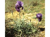 The purple flowers of the Mariae Iris which bloom for short periods in the Negev.
